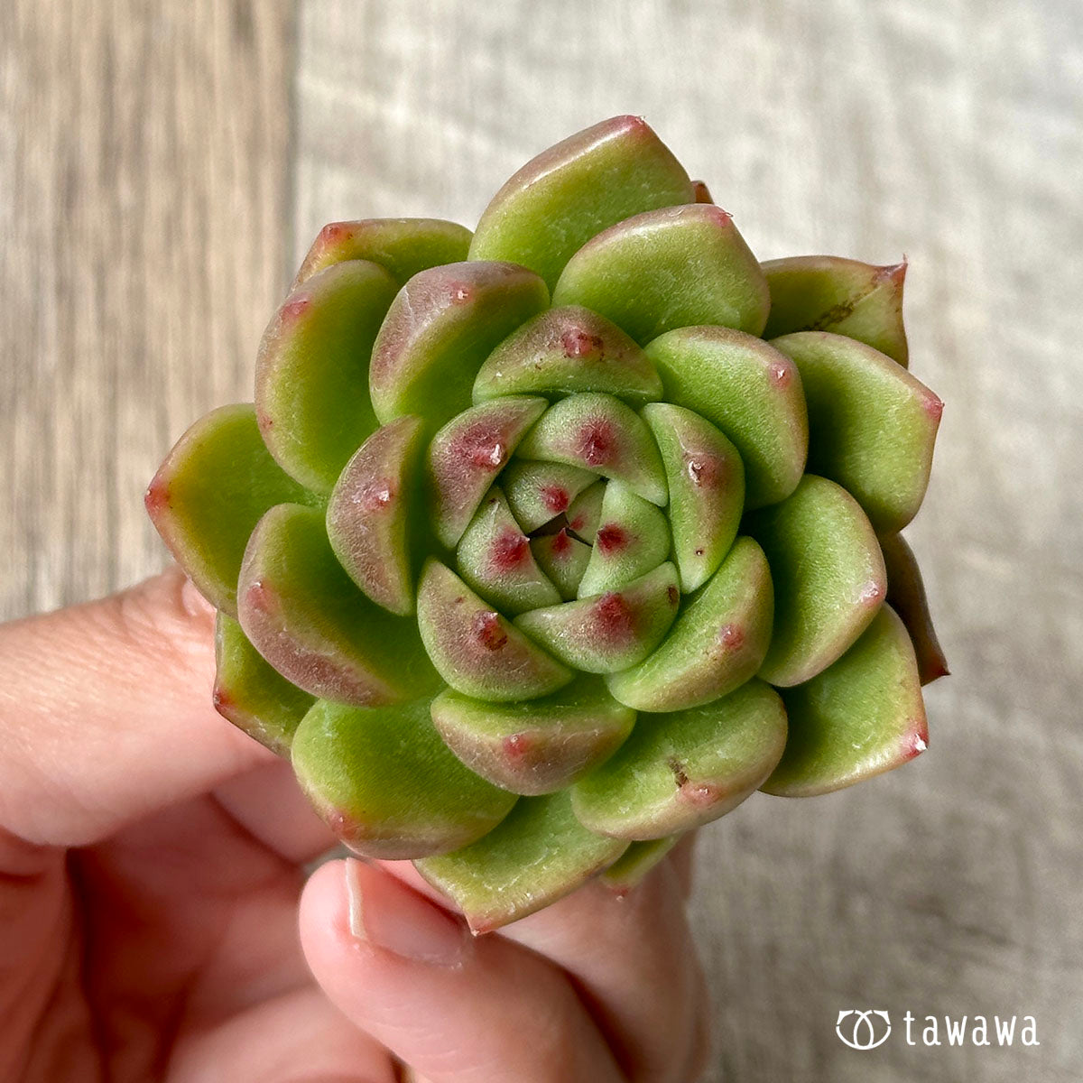ダイアキット(兄弟農園苗)