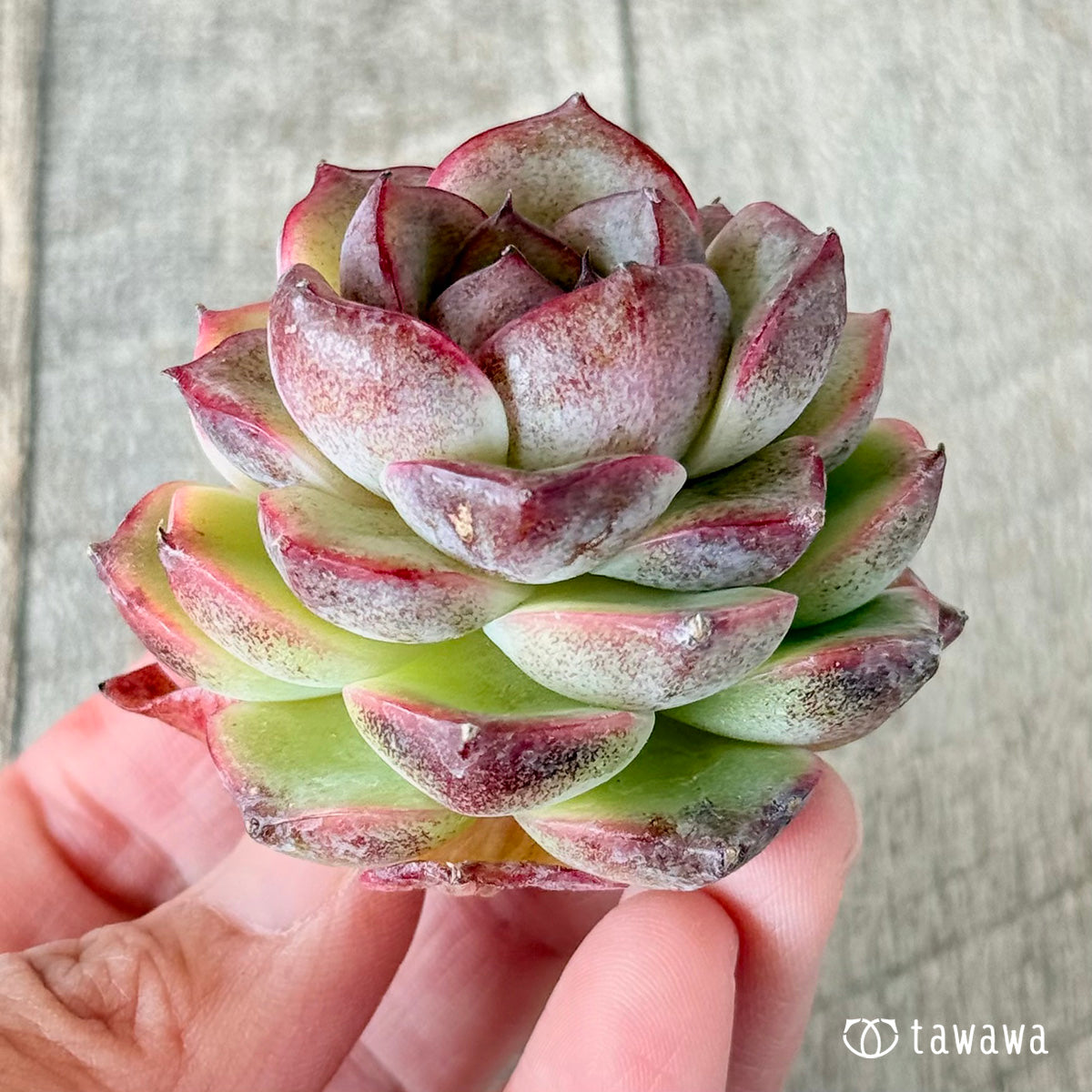 レッドアイ(花村農園苗)