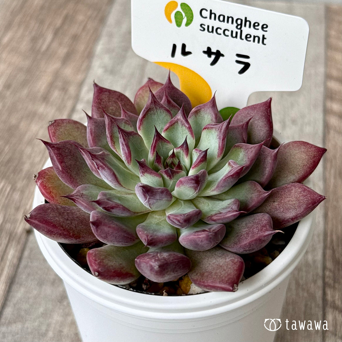 New Arrivals: Ice Green