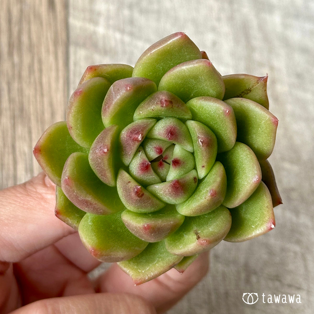 ダイアキット(兄弟農園苗)