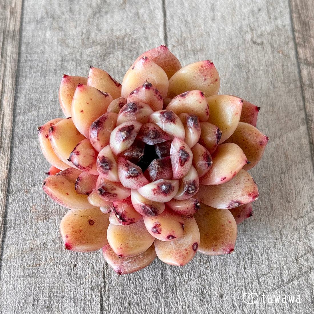 ヘイリー(花村農園苗)