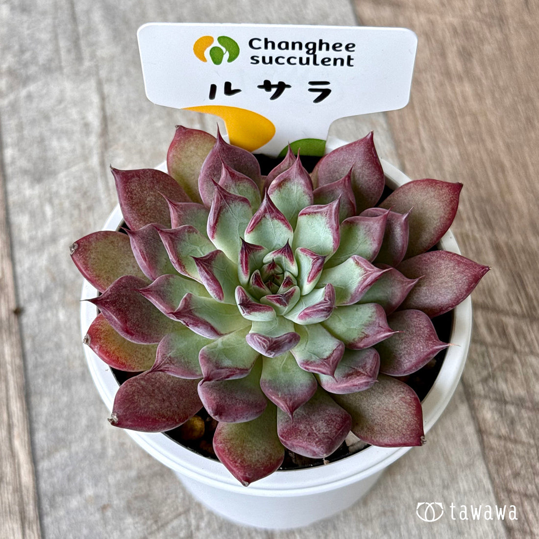 *新発売* ルサラ(チャンヒー農園)【tawawaハウス苗】