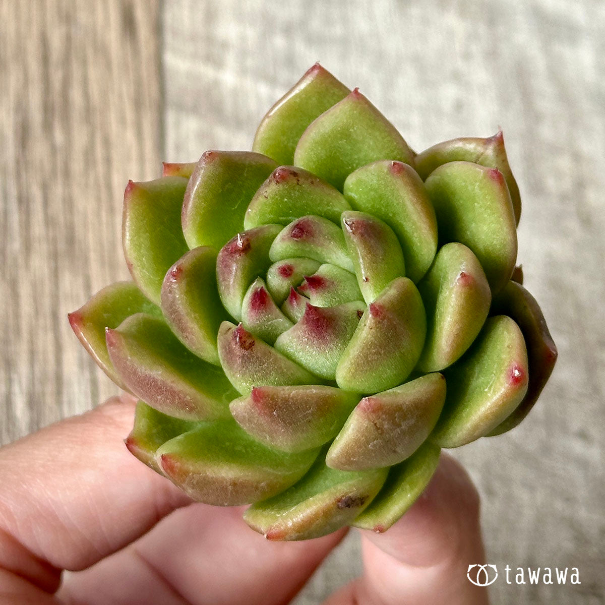 ダイアキット(兄弟農園苗)