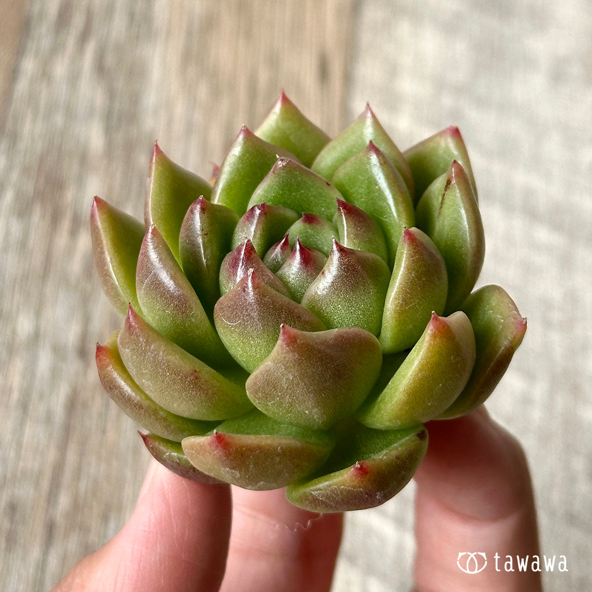 ダイアキット(兄弟農園苗)