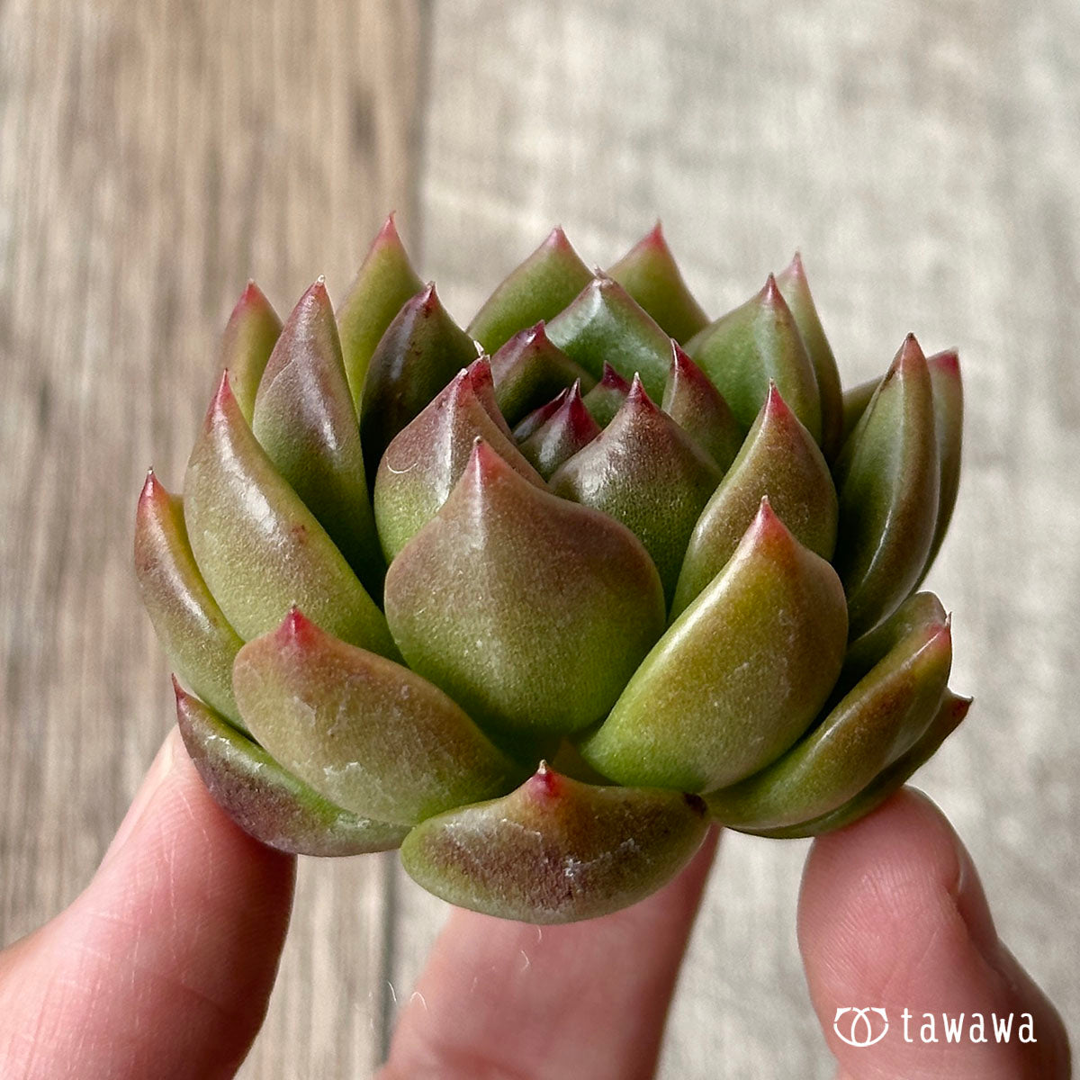 ダイアキット(兄弟農園苗)
