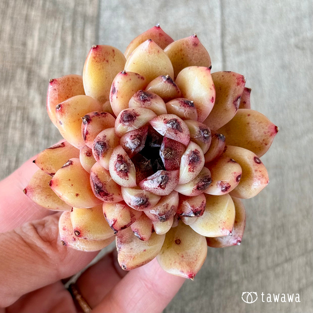 ヘイリー(花村農園苗)