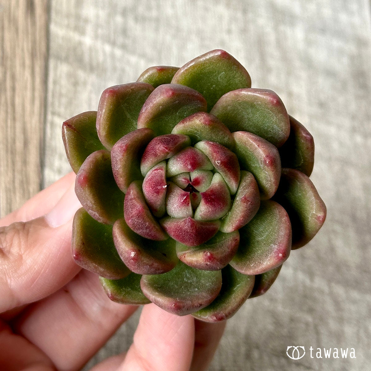 ダイアキット(兄弟農園苗)