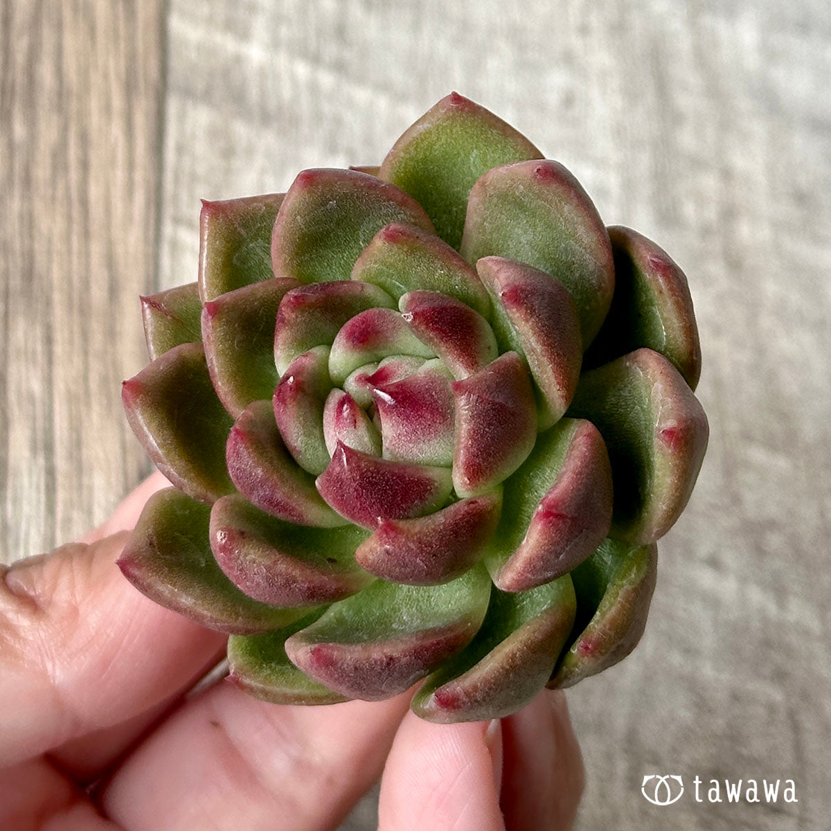 ダイアキット(兄弟農園苗)