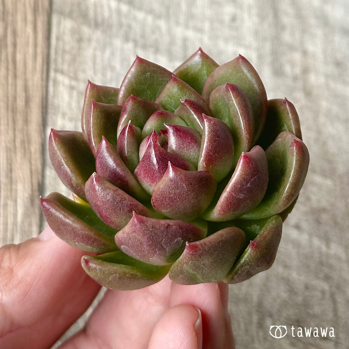 ダイアキット(兄弟農園苗)