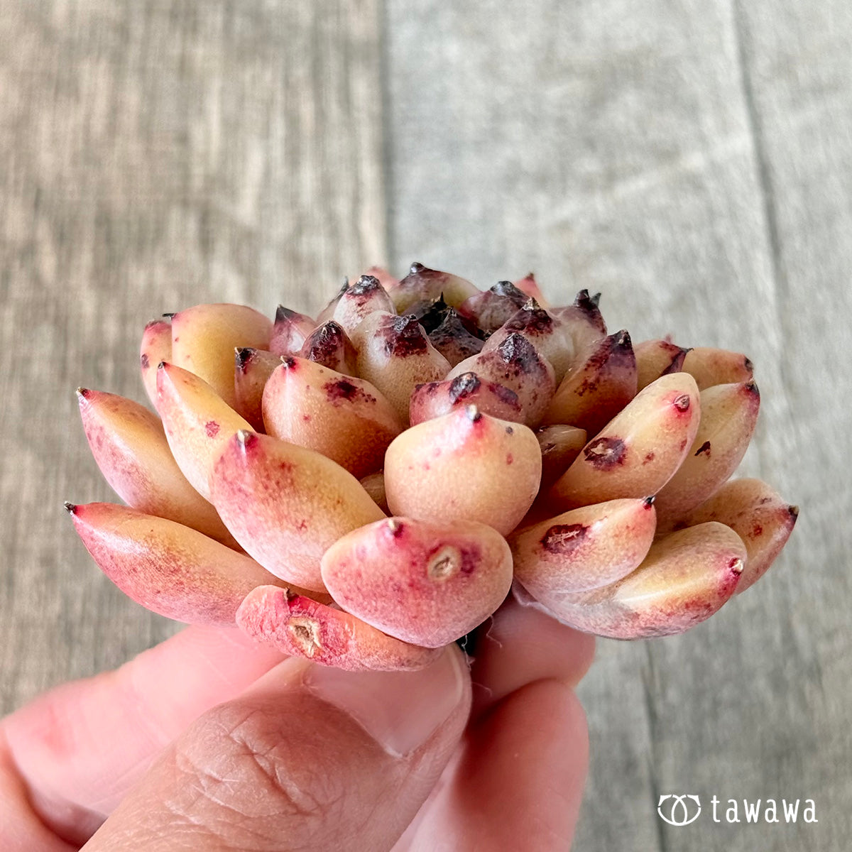 ヘイリー(花村農園苗)