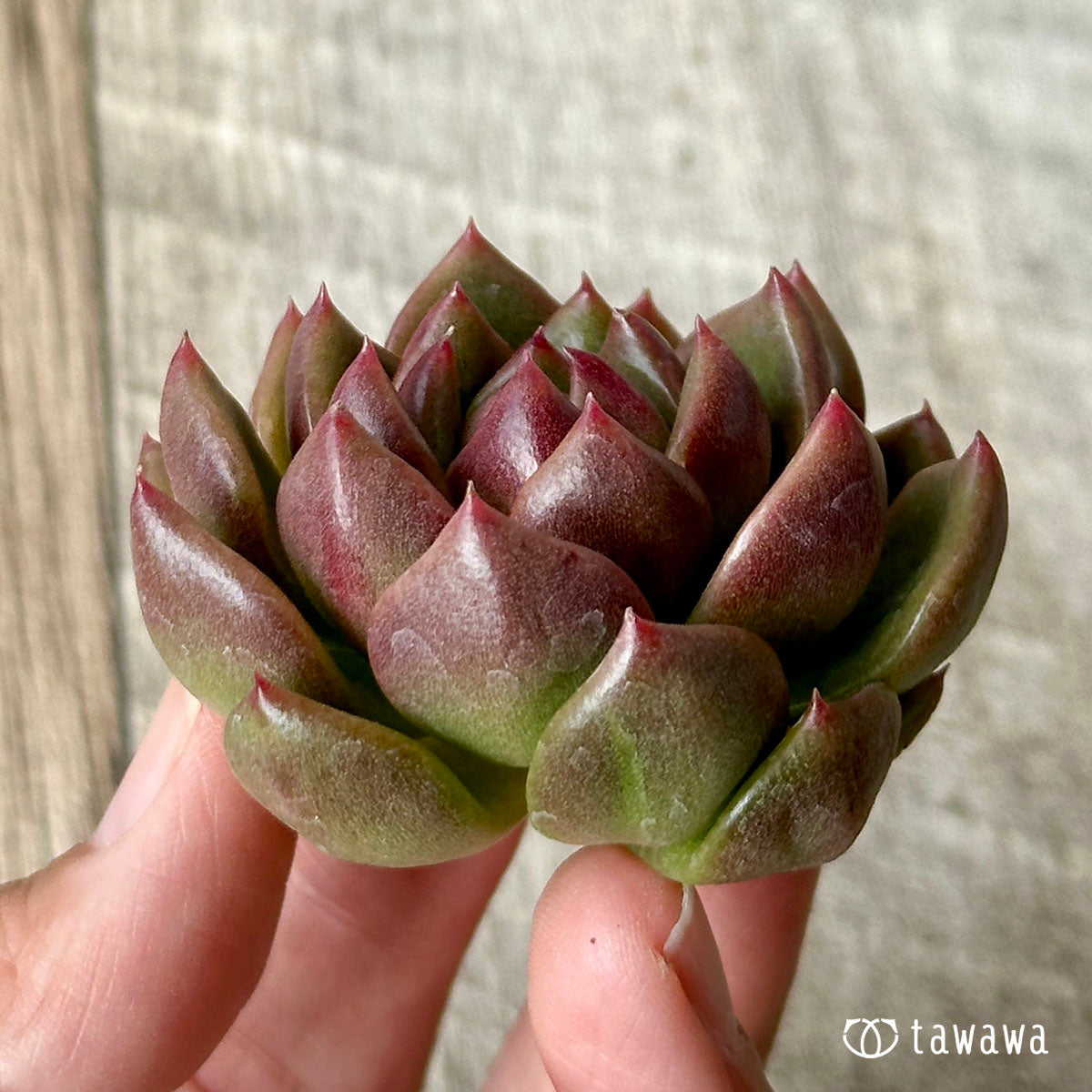 ダイアキット(兄弟農園苗)