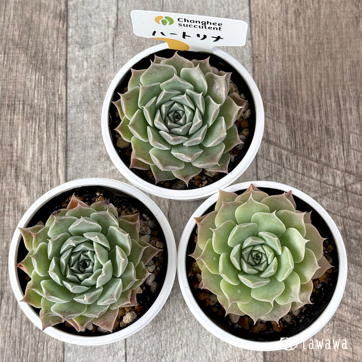 *新発売* ハートリナ(チャンヒー農園)【tawawaハウス苗】