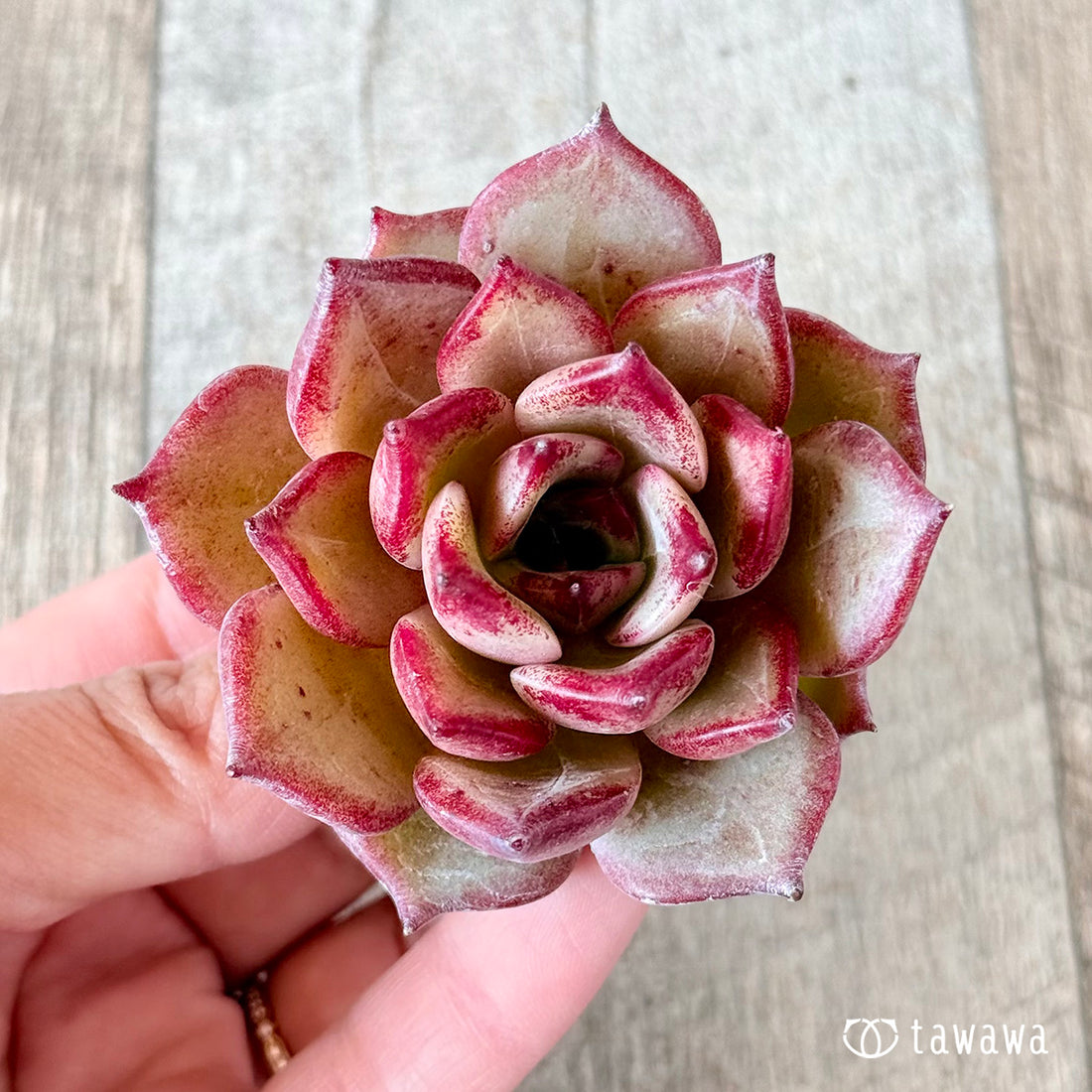 New Arrivals: Ice Green