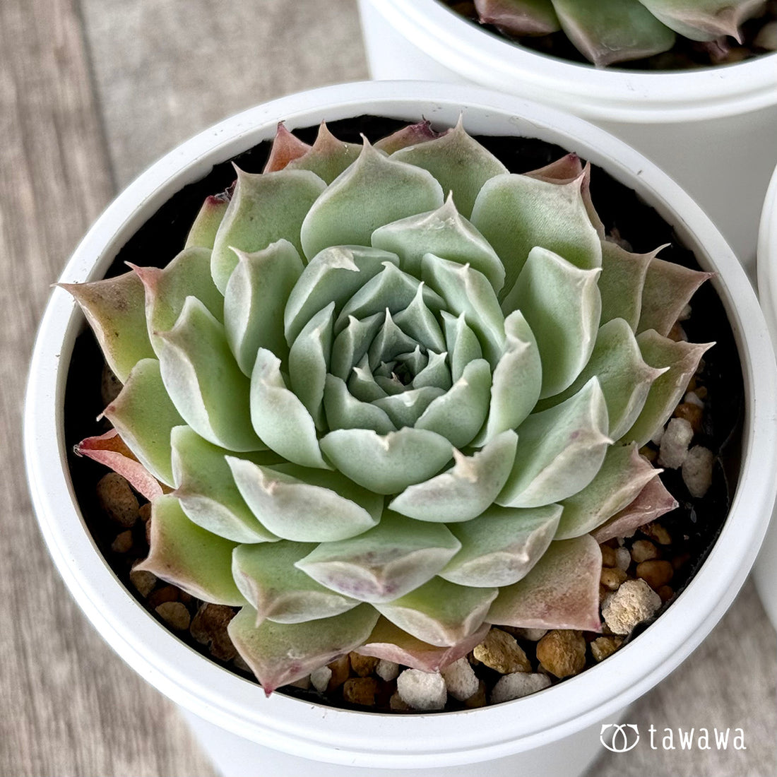 *新発売* ハートリナ(チャンヒー農園)【tawawaハウス苗】