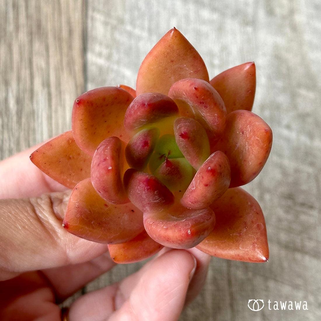 New Arrival* Cubic Frost