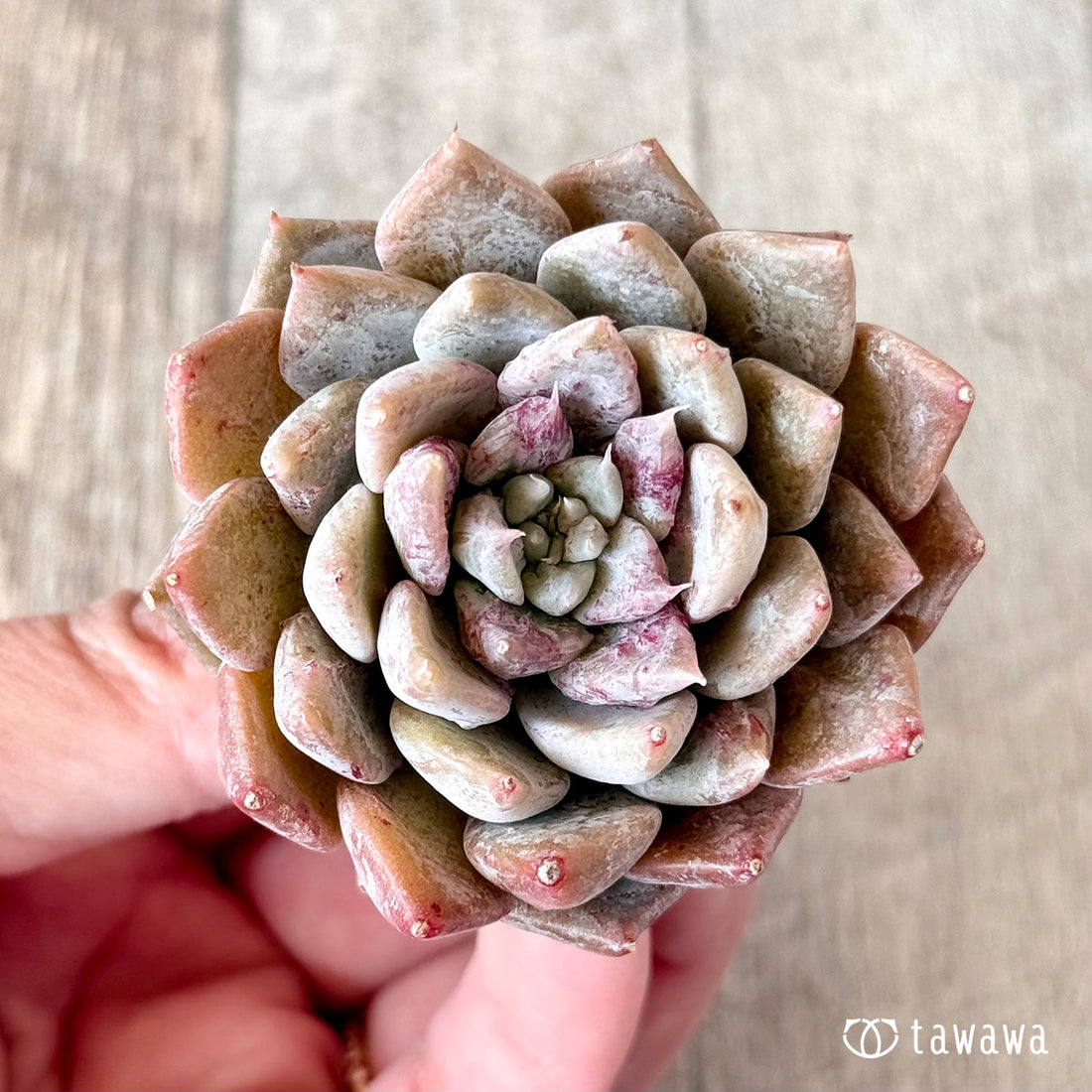 New Arrivals: Ice Green