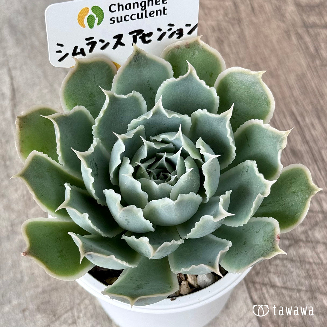 原種シムランスアセンション(チャンヒー農園 )【tawawaハウス苗】