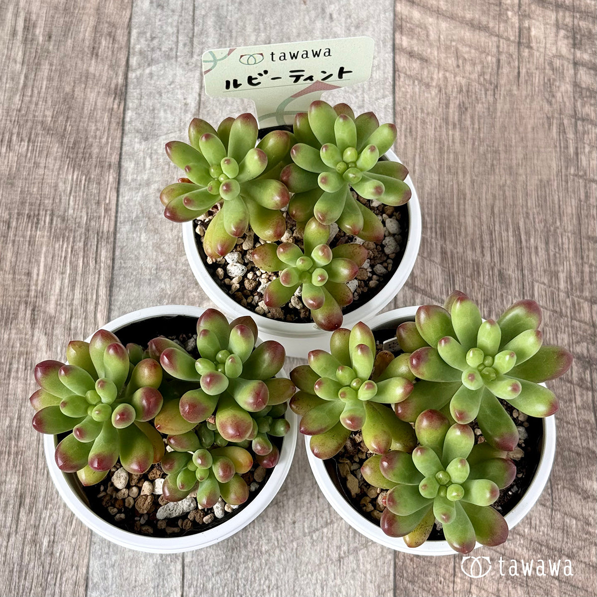 *新発売* ルビーティント【tawawaハウス苗】