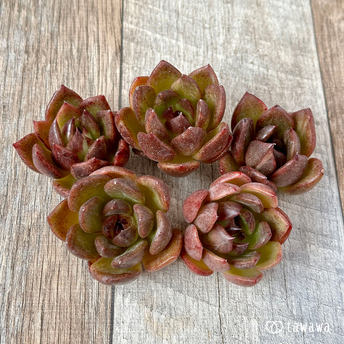 ブラックマシーン(兄弟農園苗)