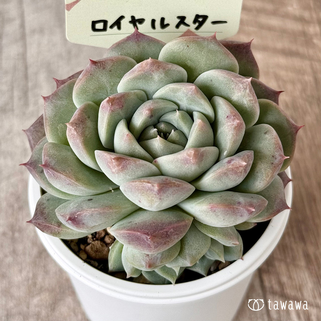 ロイヤルスター 【tawawaハウス苗】