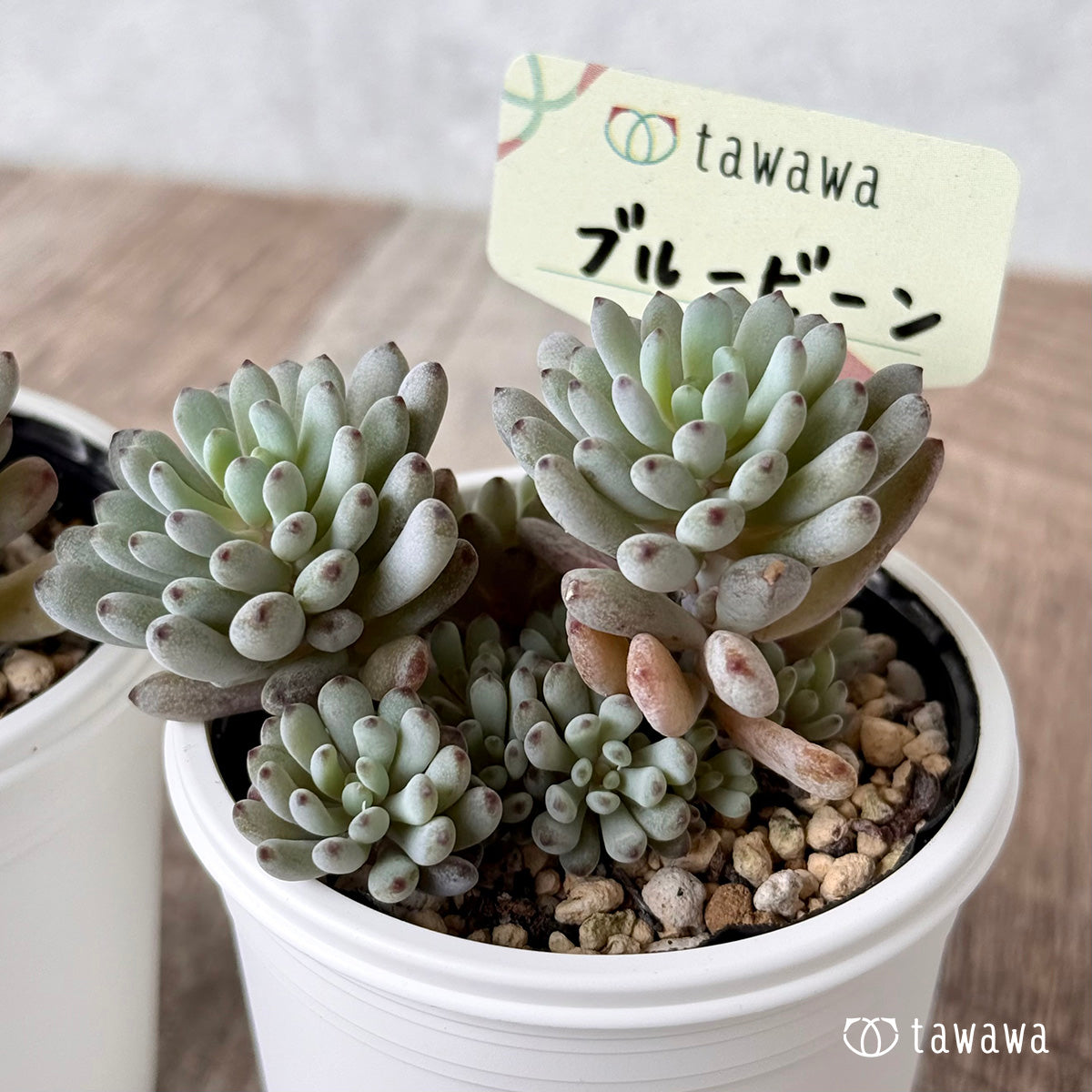*新発売* ブルービーン【tawawaハウス苗】