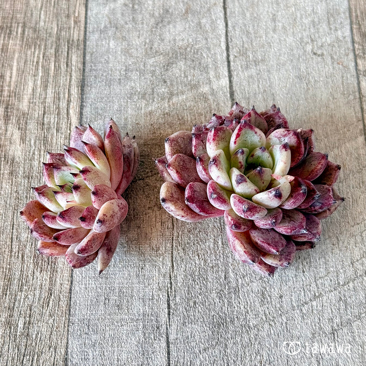 New Arrivals: Ice Green