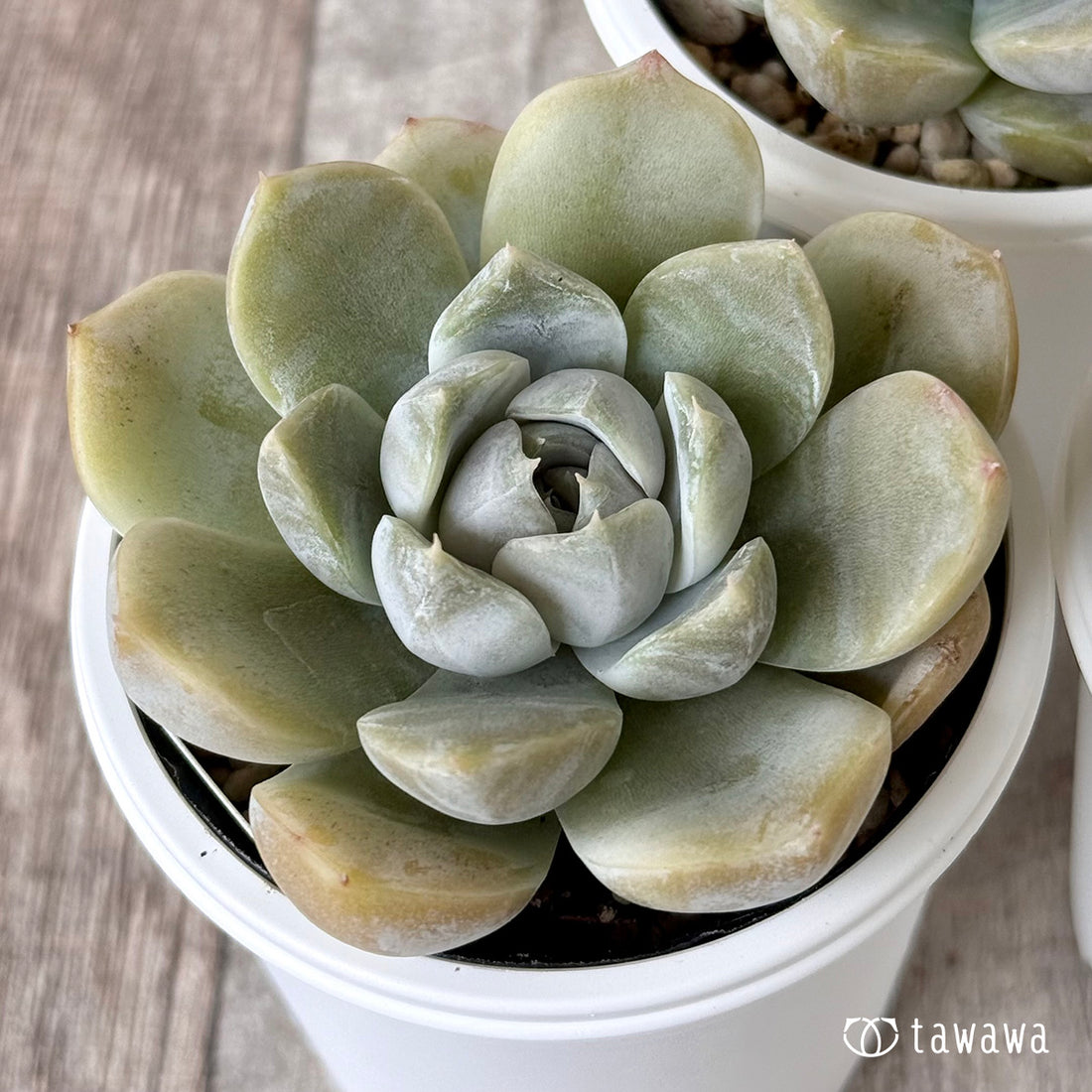 New Arrivals: Ice Green