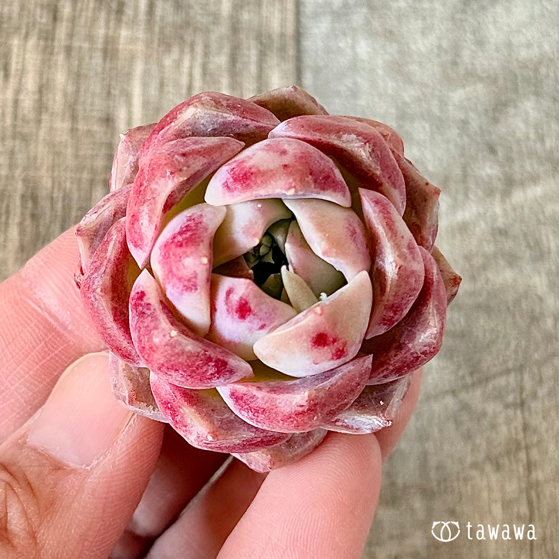 コットンキャンディ(チャンヒー農園苗)