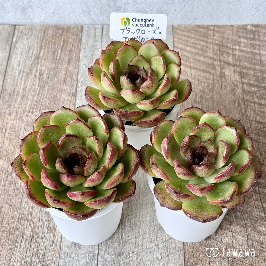 New Arrivals: Ice Green