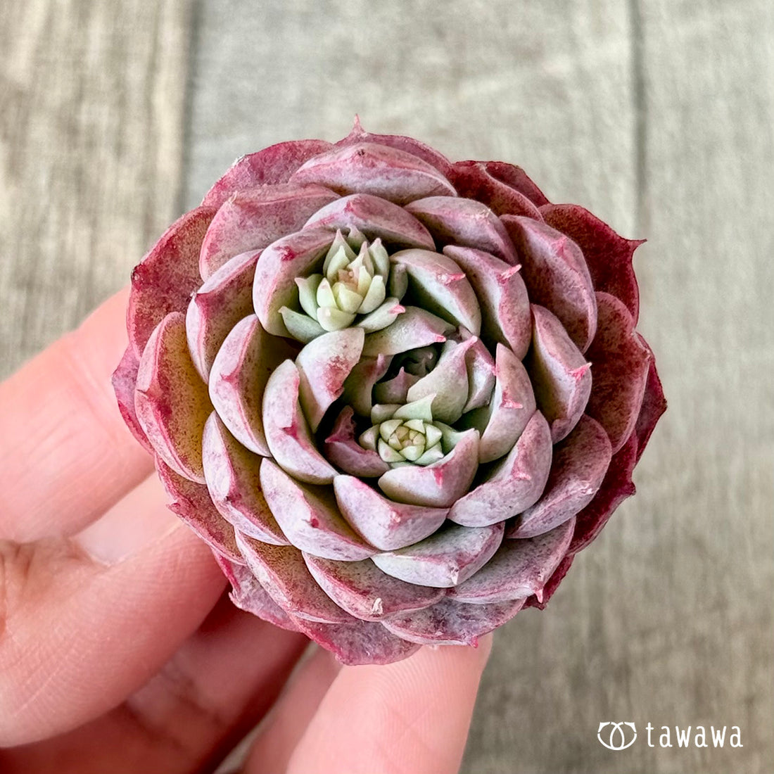 ラブリーチェリー【単頭苗】(チャンヒー農園苗)