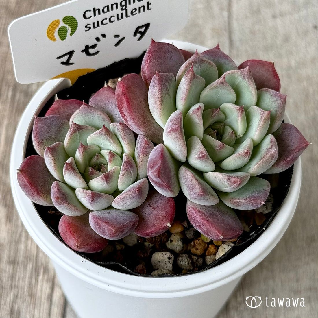 マゼンタ【双頭】(チャンヒー農園)【tawawaハウス苗】