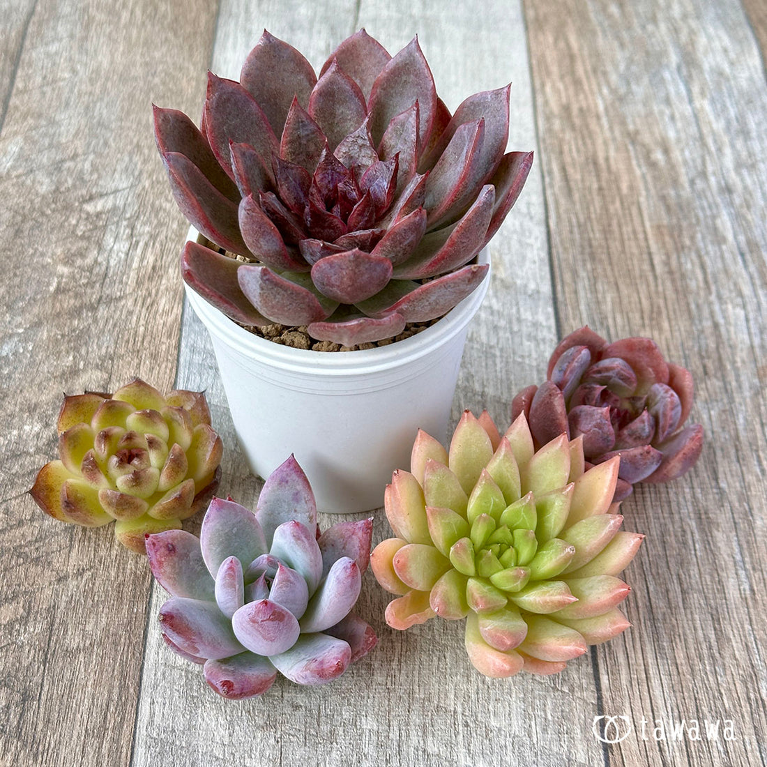 兄弟農園苗 ランダム 5苗セット ①