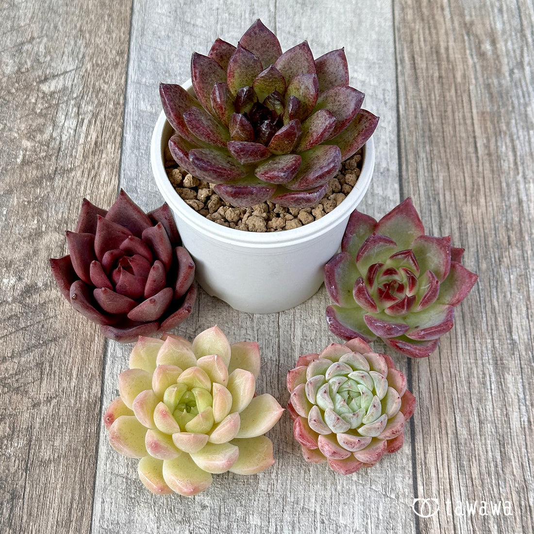 兄弟農園苗 ランダム 5苗セット ②