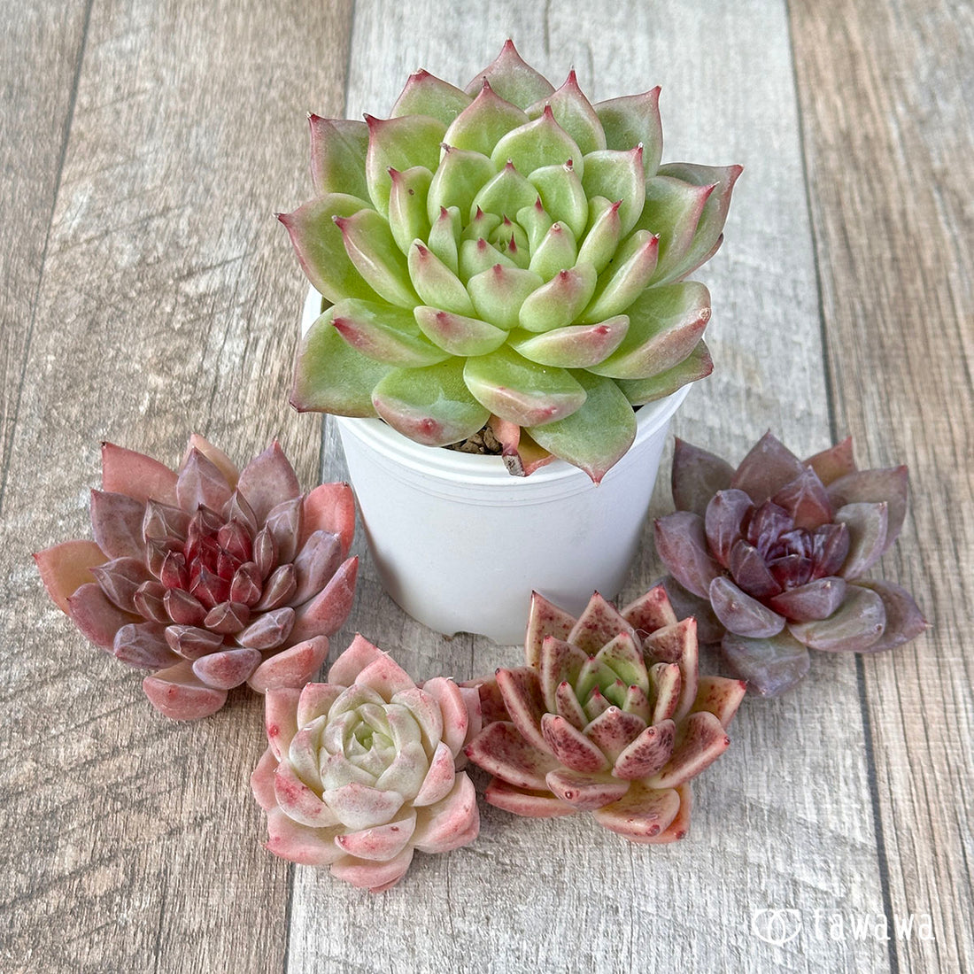 兄弟農園苗 ランダム 5苗セット ③