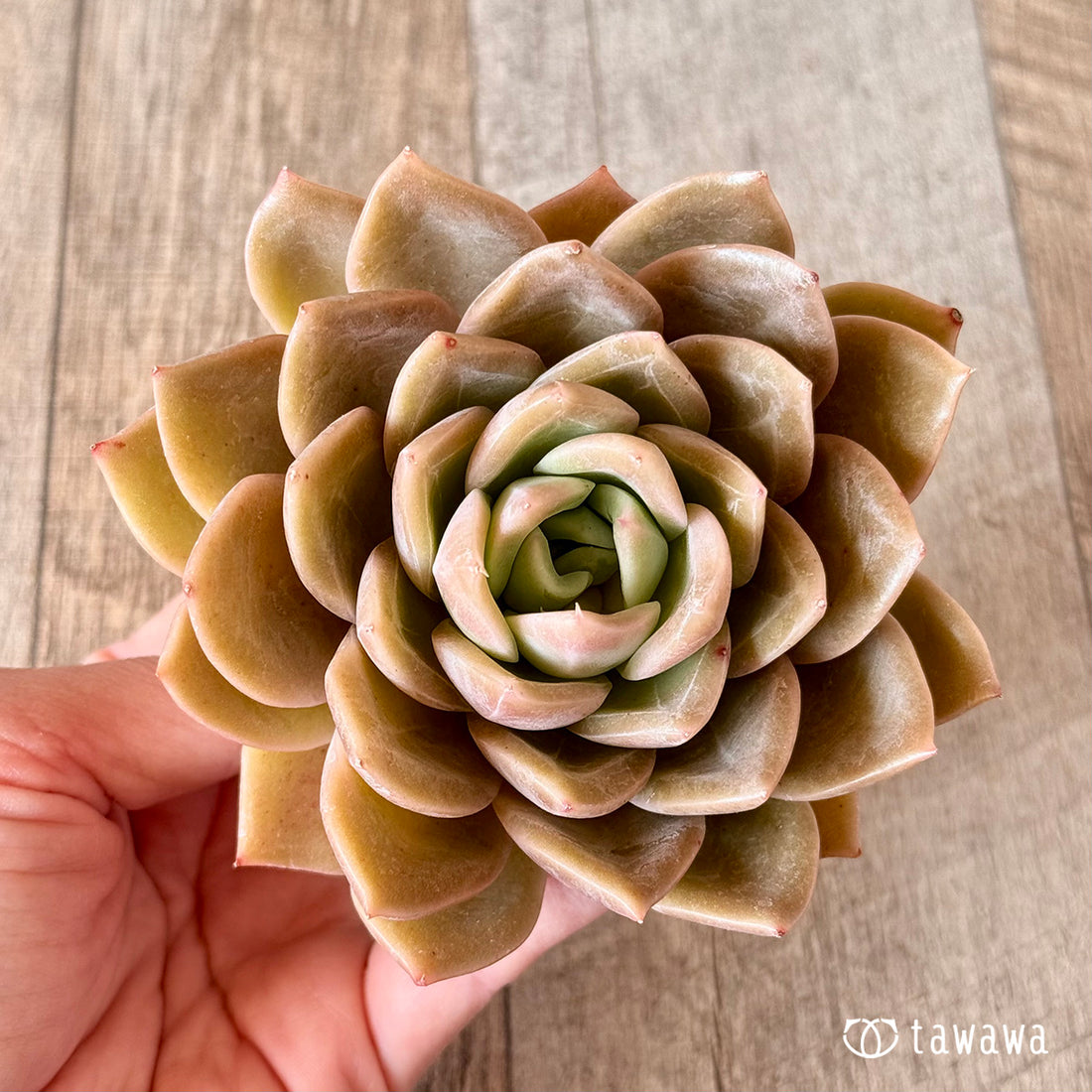 ゴールドウィング (チャンヒー農園苗)