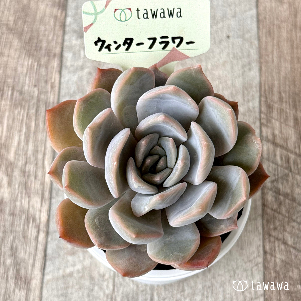 *新発売* ウィンターフラワー 【tawawaハウス苗】