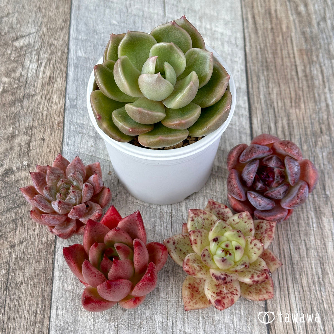 兄弟農園苗 ランダム 5苗セット ⑤