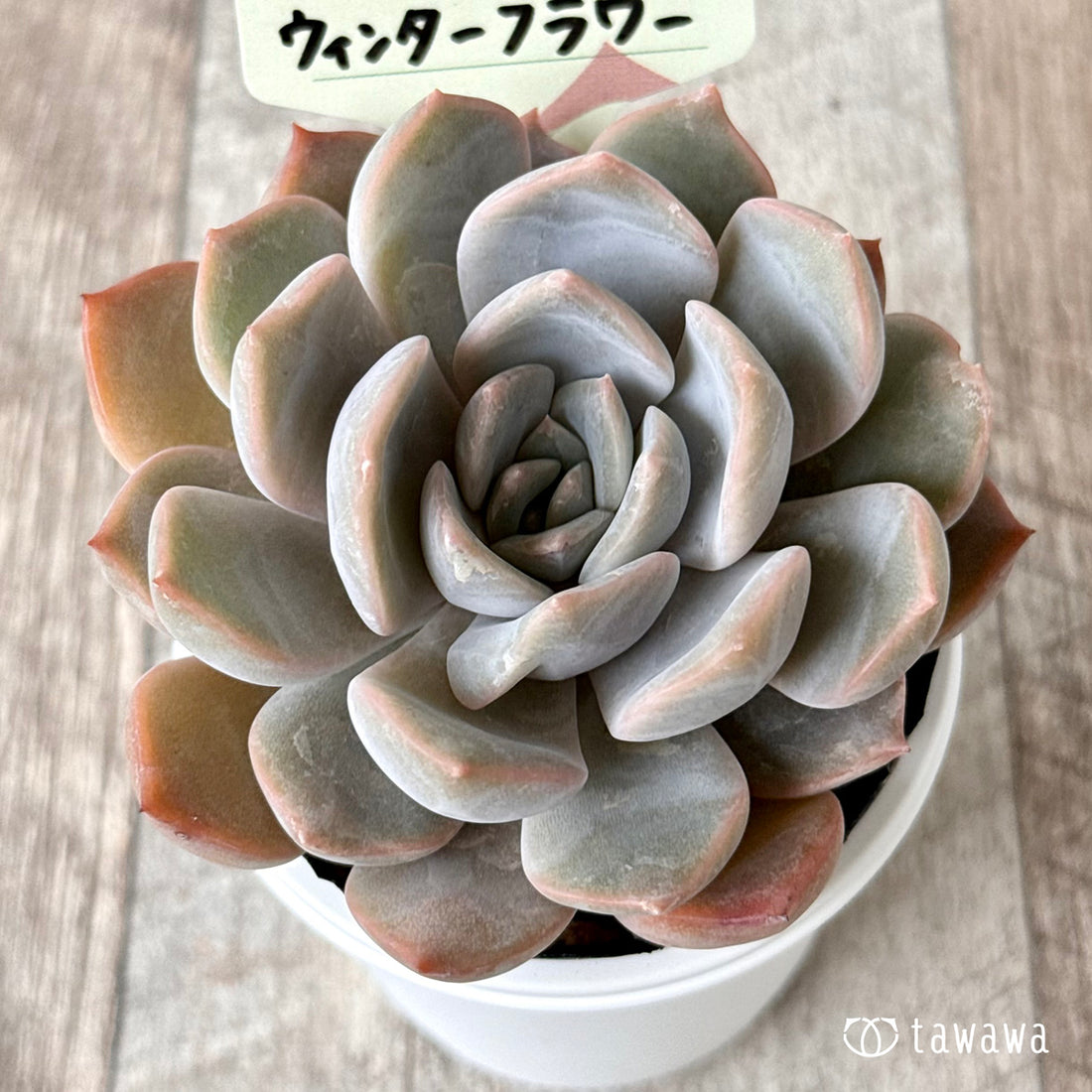 *新発売* ウィンターフラワー 【tawawaハウス苗】