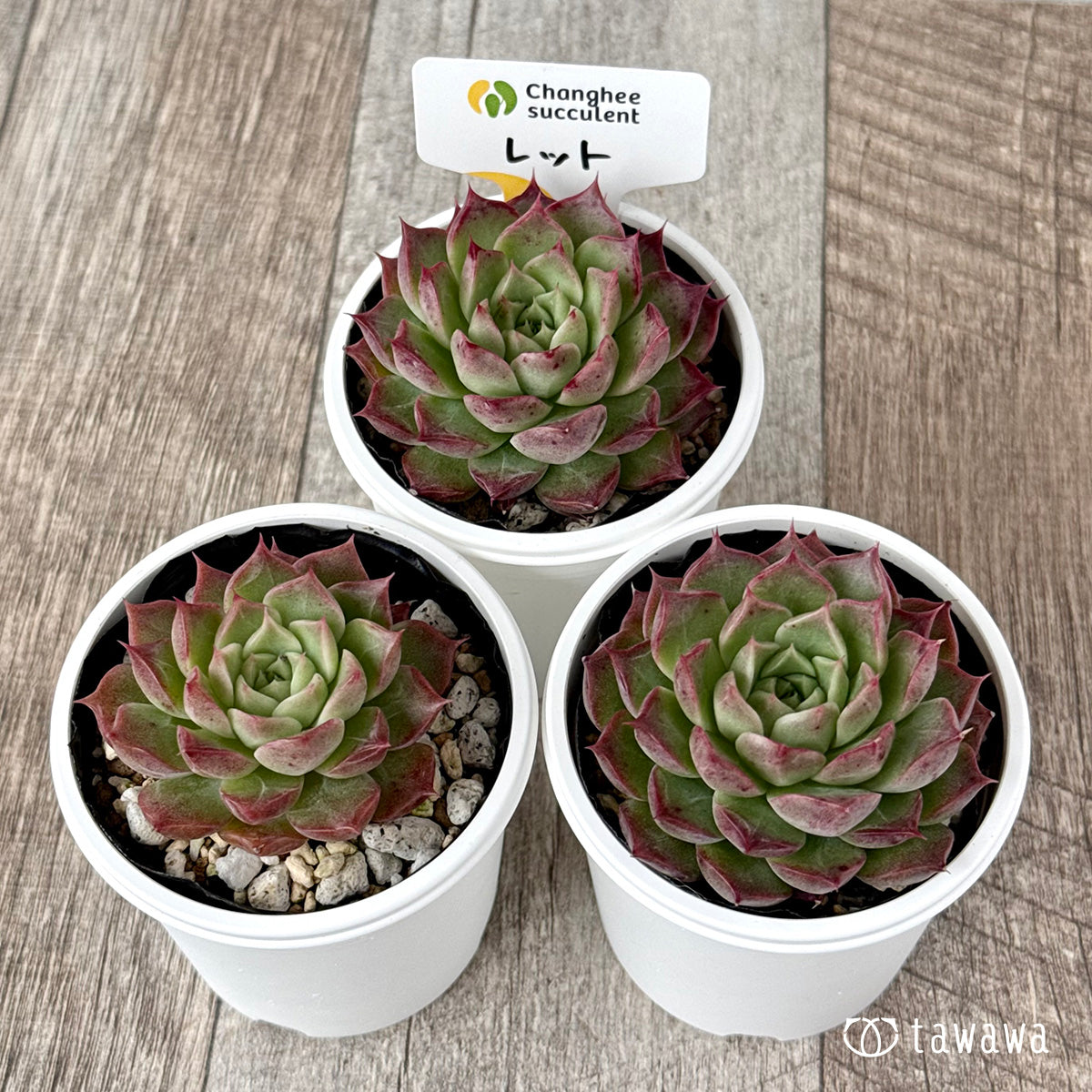 *新発売* レット(チャンヒー農園)【tawawaハウス苗】