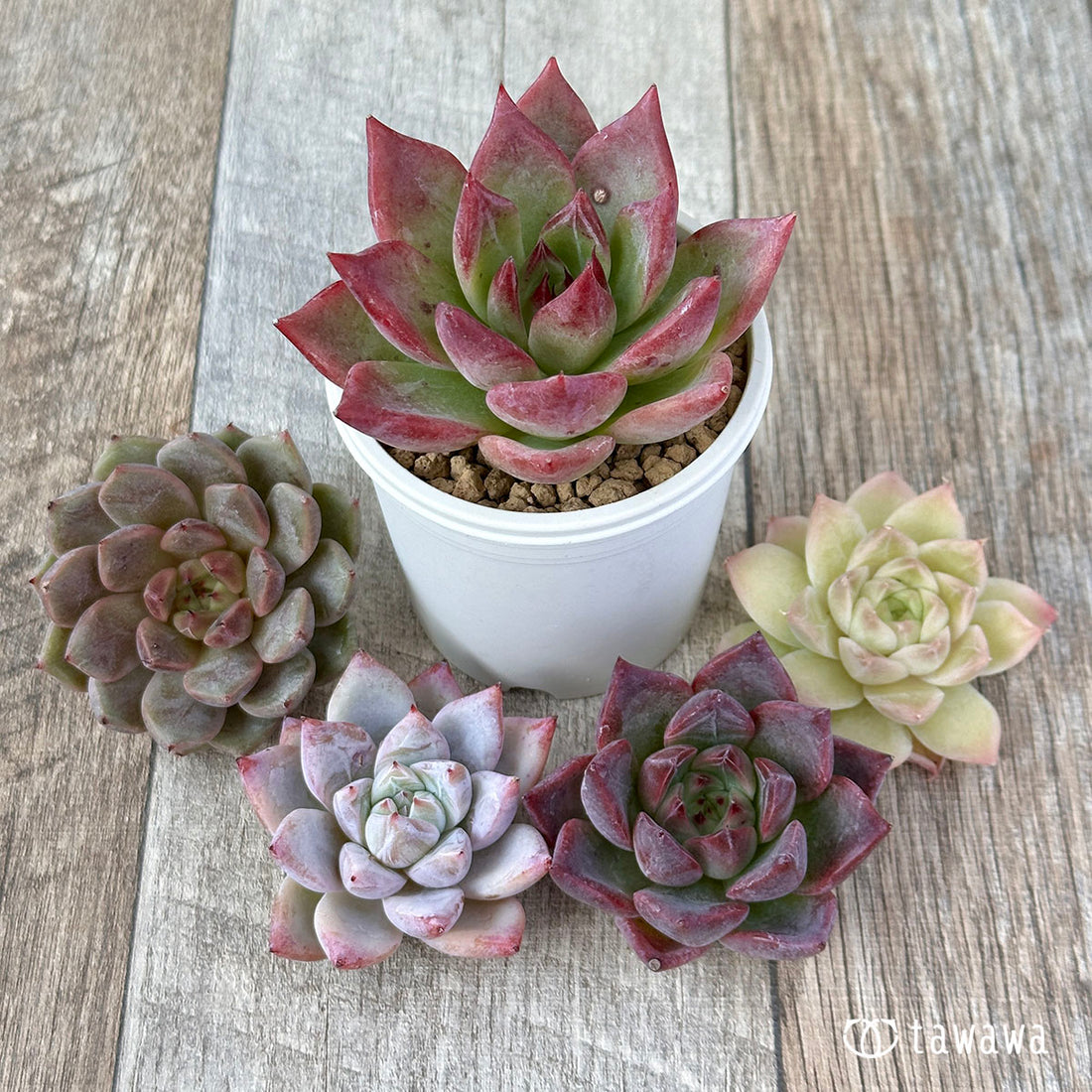 兄弟農園苗 ランダム 5苗セット ⑥