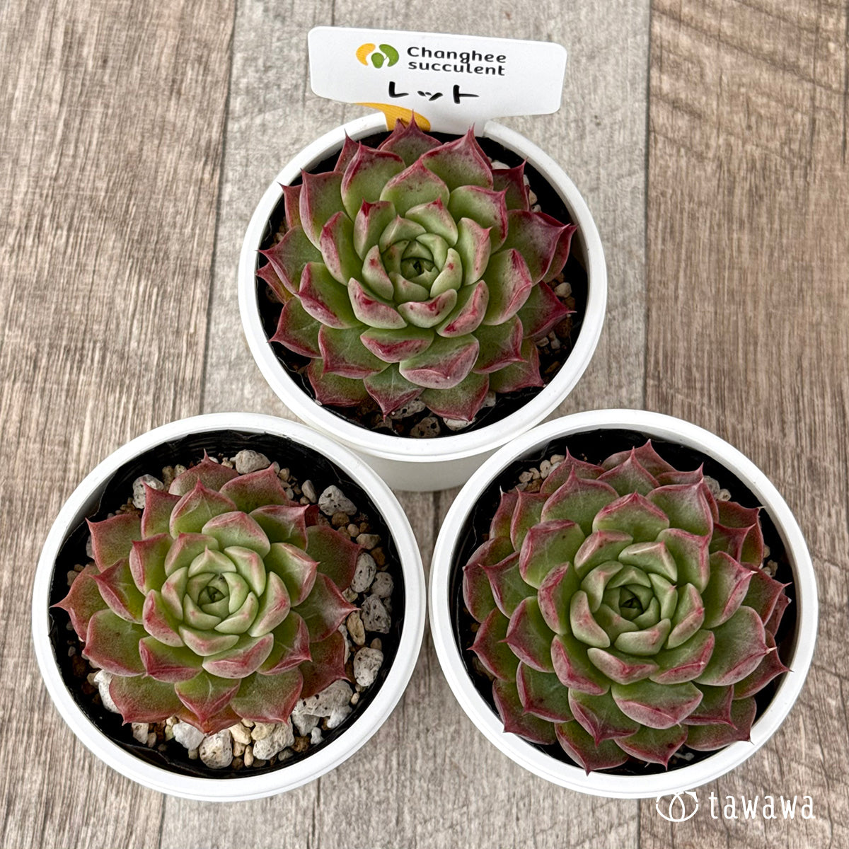 *新発売* レット(チャンヒー農園)【tawawaハウス苗】