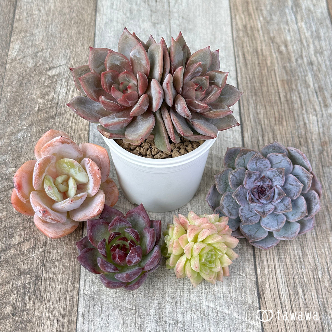 兄弟農園苗 ランダム 5苗セット ⑦