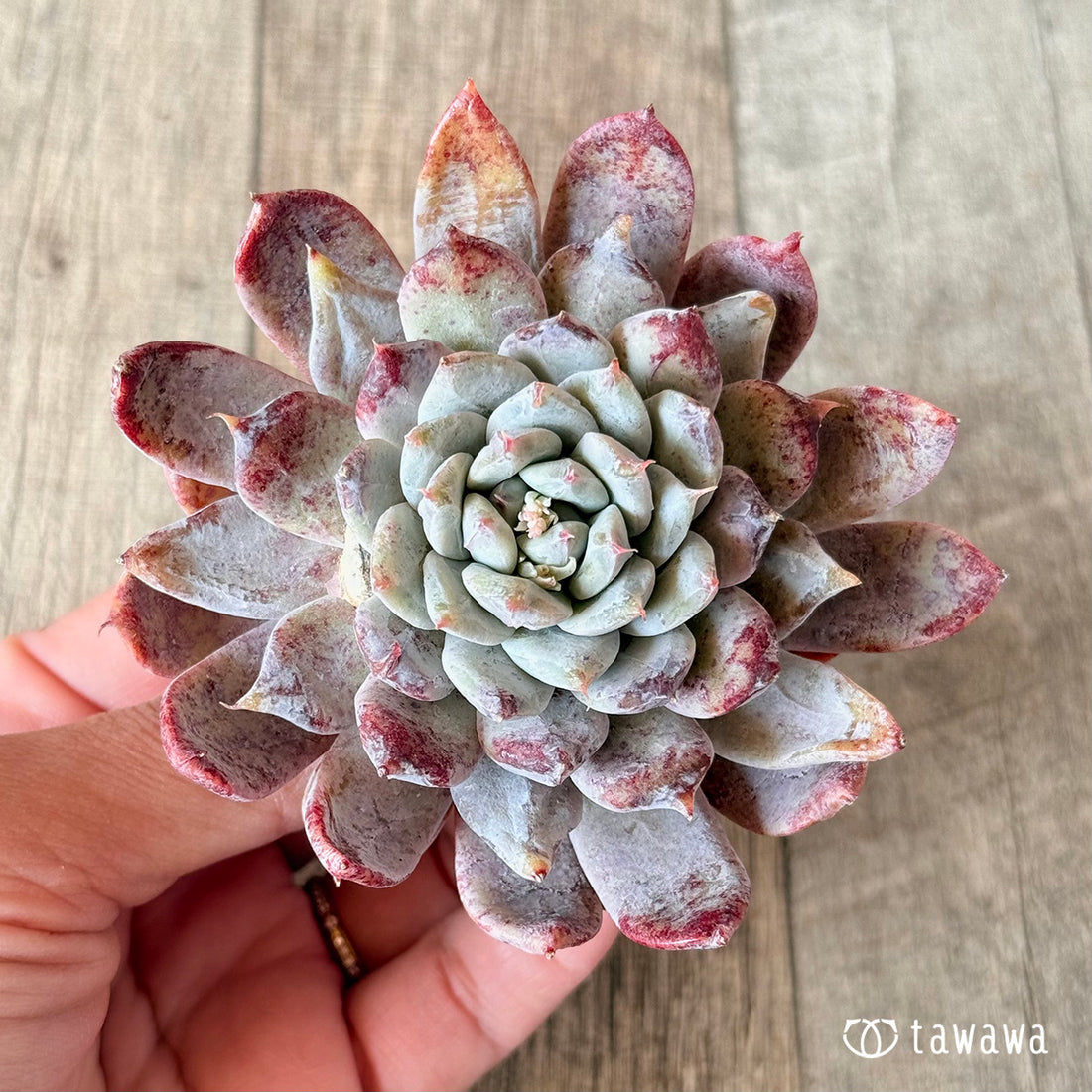 New Arrivals: Ice Green