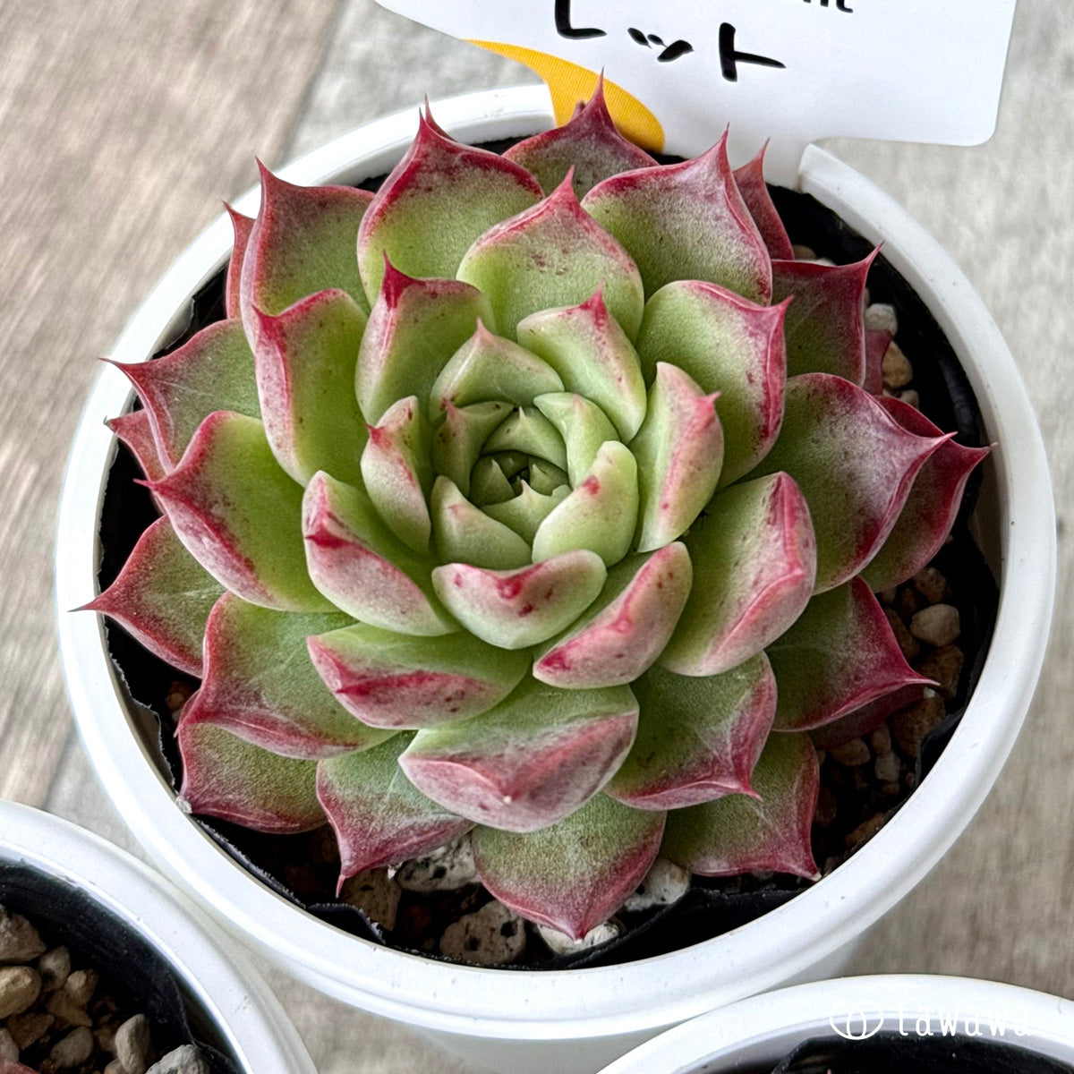 *新発売* レット(チャンヒー農園)【tawawaハウス苗】