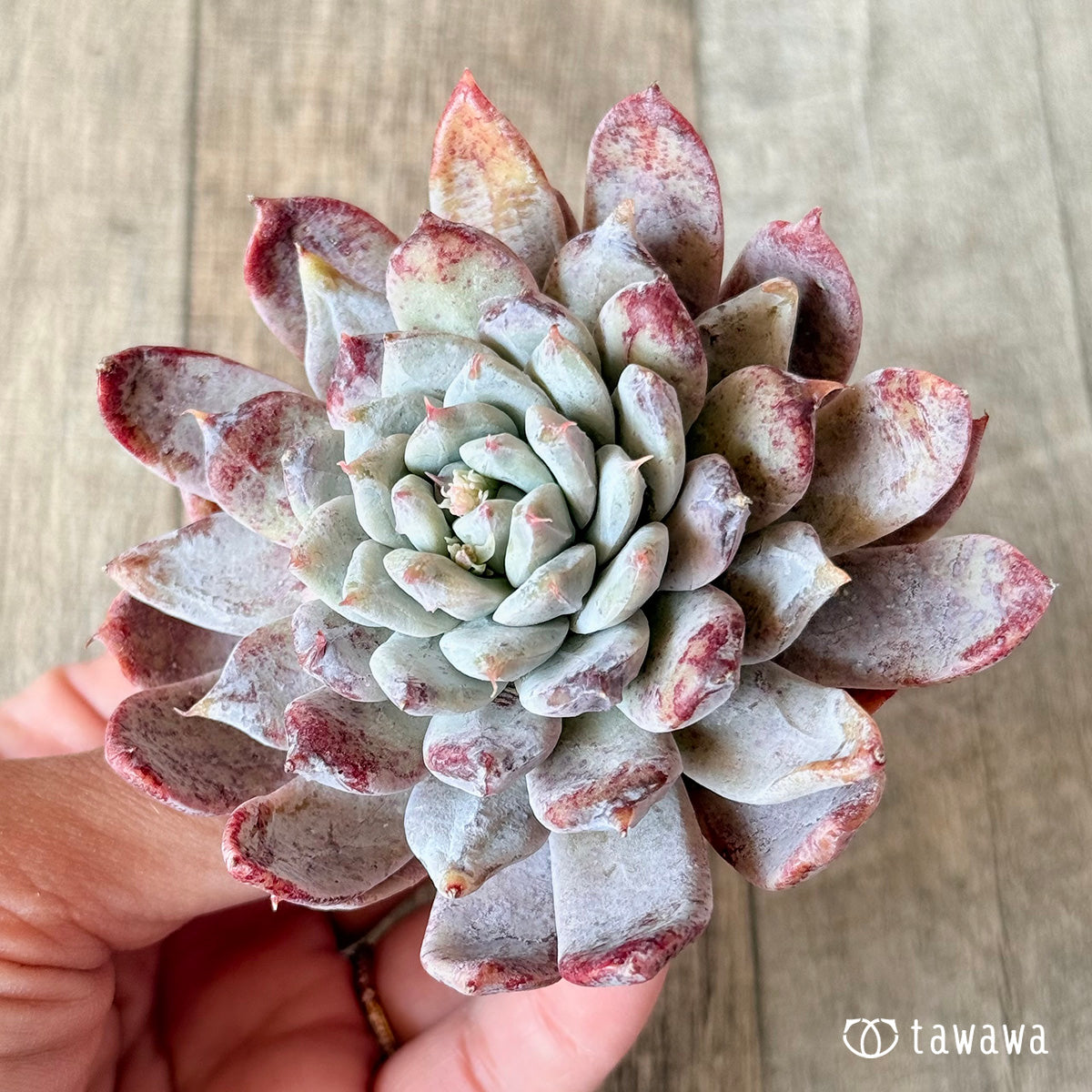 New Arrivals: Ice Green