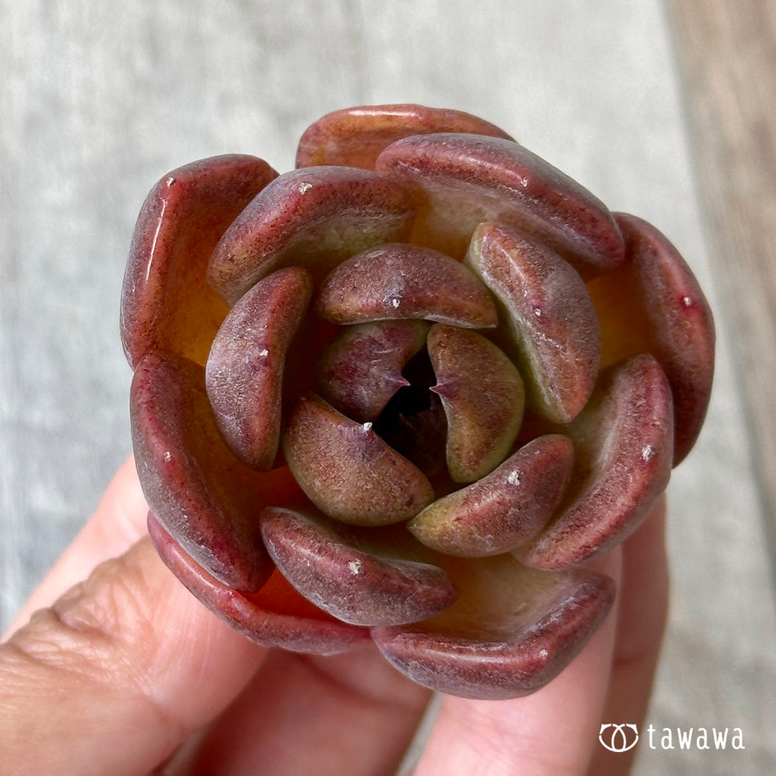 ブラックマシーン(兄弟農園苗)