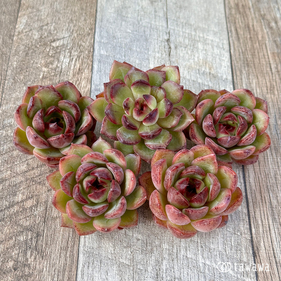 マイホリックフィット(兄弟農園苗)