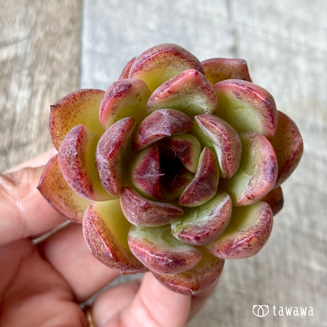 マイホリックフィット(兄弟農園苗)