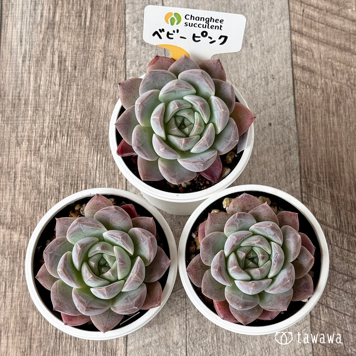 *新発売* ベビーピンク(チャンヒー農園)【tawawaハウス苗】