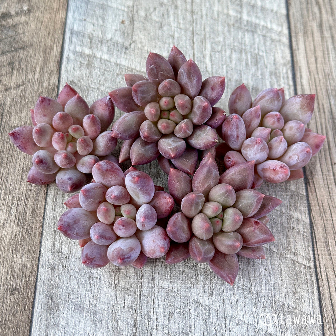 レッドフィンガー(兄弟農園苗)